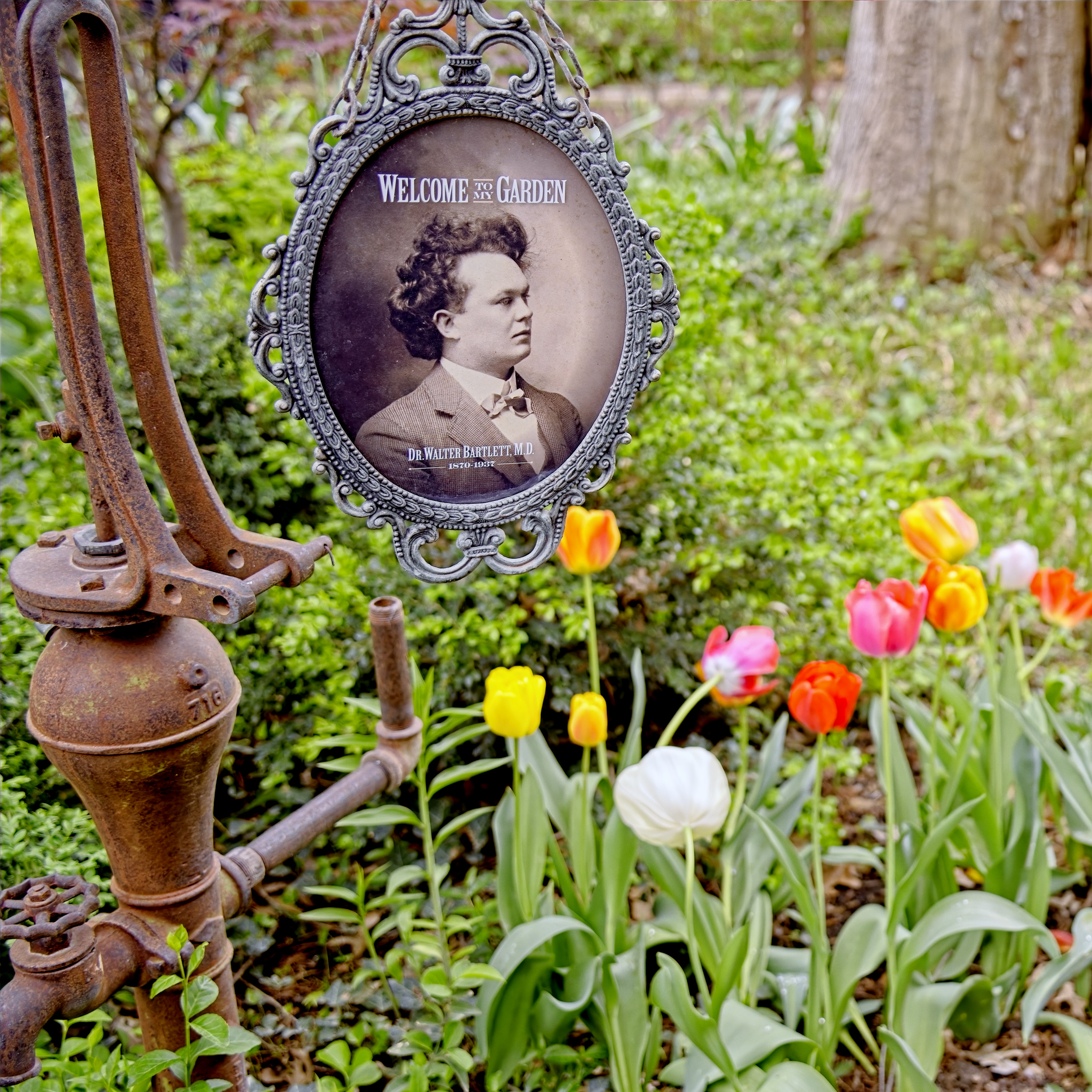 2025 Tulip Time - Bartlett Arboretum